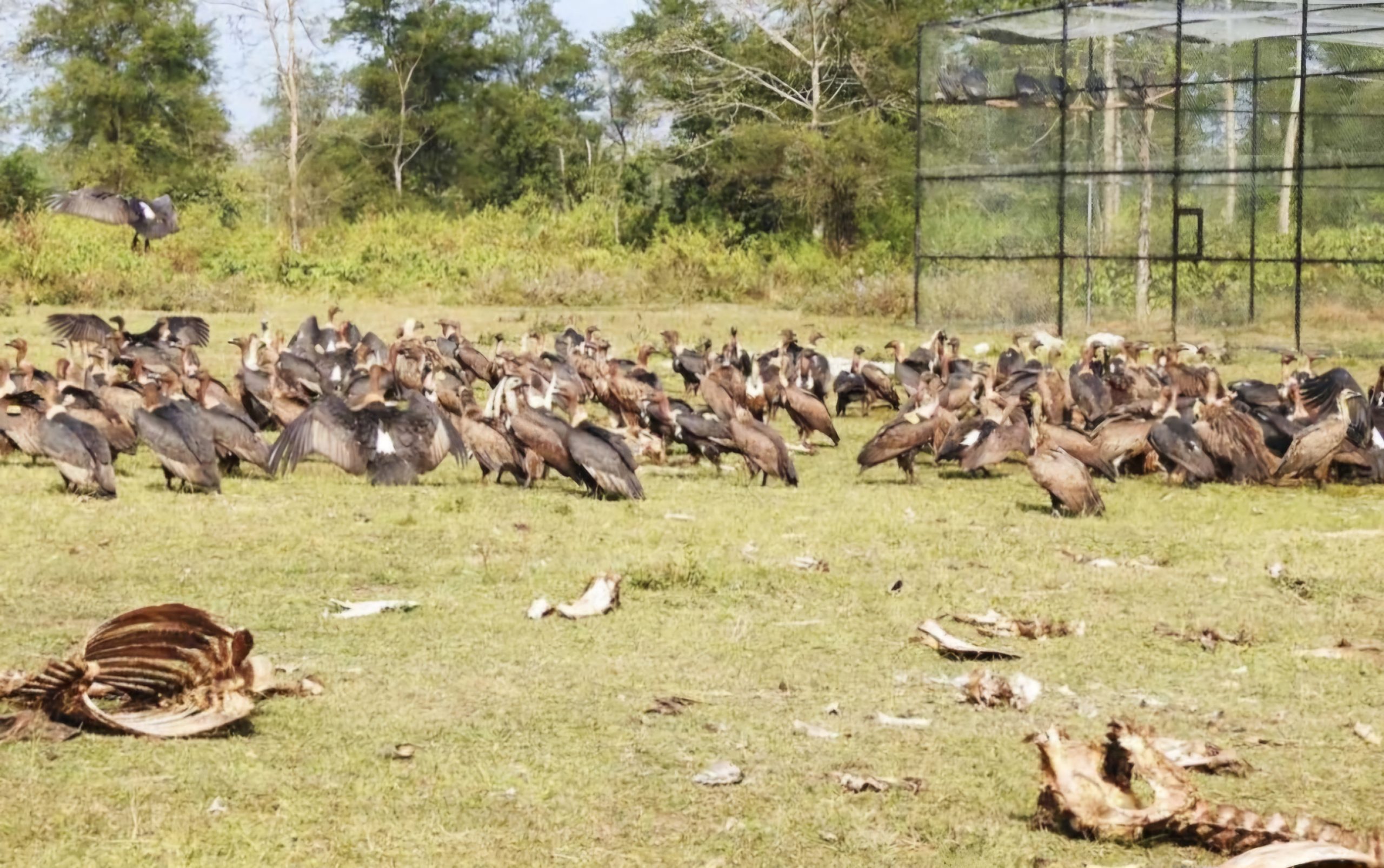 गिद्द संरक्षणमा अब्बल बन्दै नवलपुर