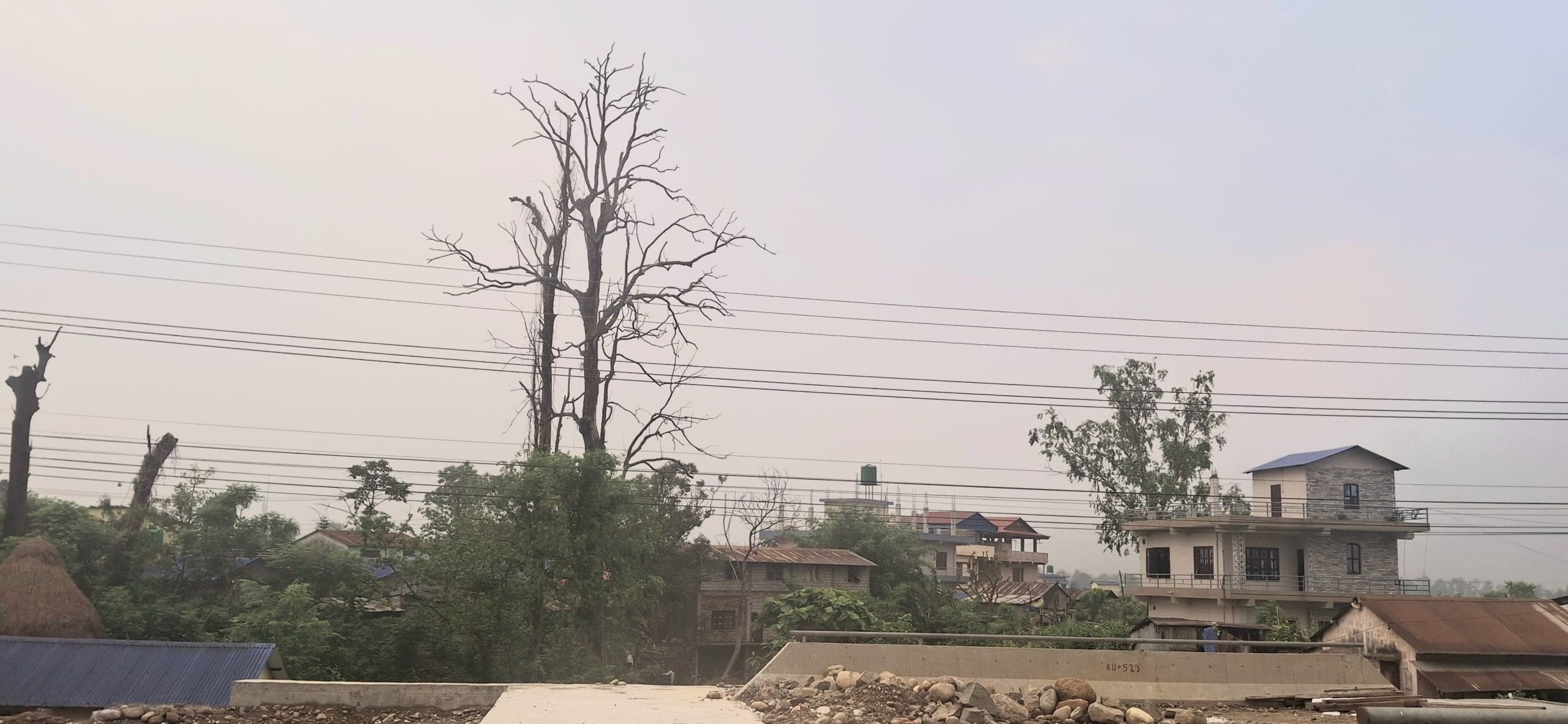 सुकेका रुखले घरपरिवार नै जोखिममा