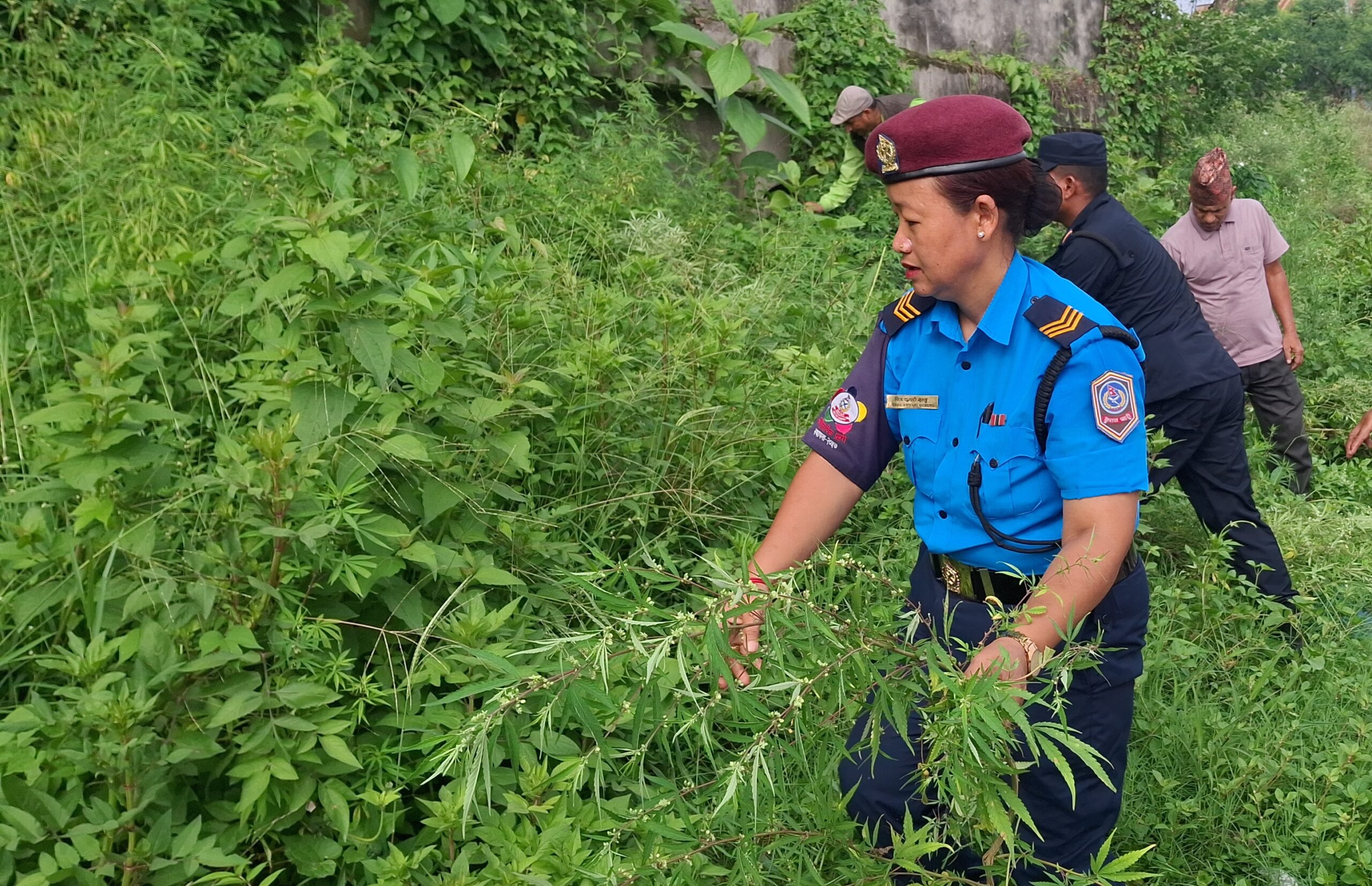 गैंडाकोट राजमार्ग छेउछाउका गाँजाका बोट नष्ट गरियो