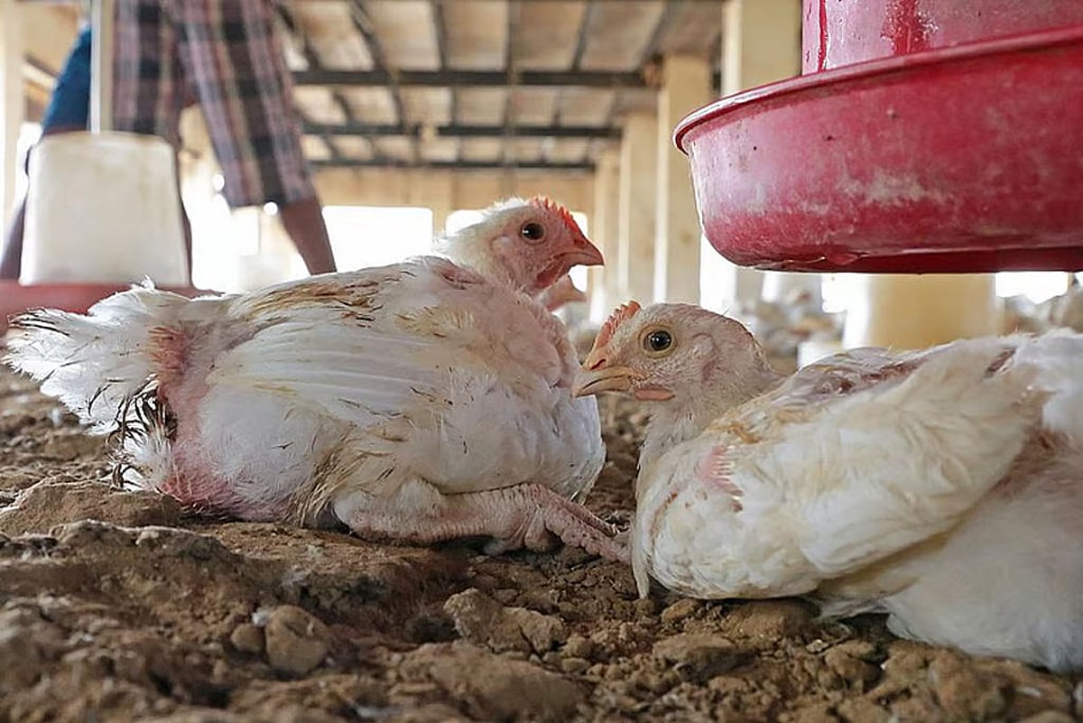 चितवनमा बर्ड फ्लु पुष्टि: १८ हजारभन्दा बढी कुखुरा नष्ट, उच्च सतर्कता अपनाइयो