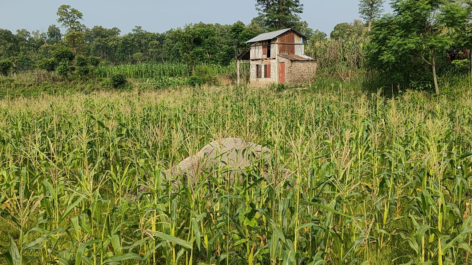 कावासोतीमा मकैबारीमा मृत अवस्थामा भाले गैडा फेला